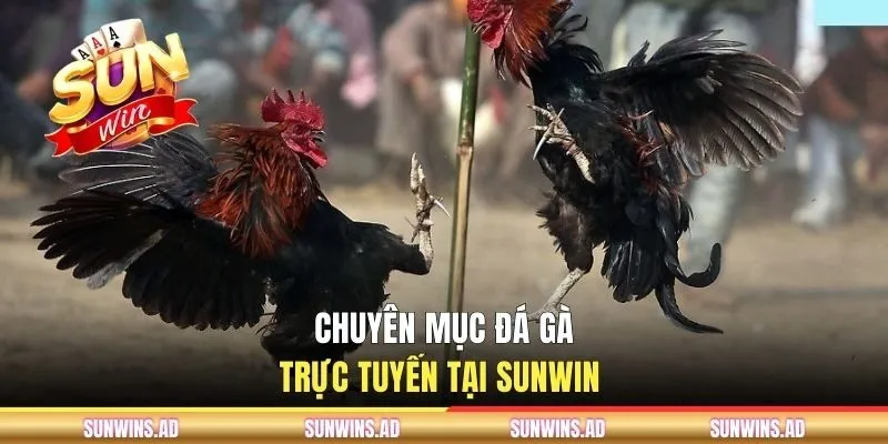 Chuyên mục đá gà trực tuyến tại SUNWIN